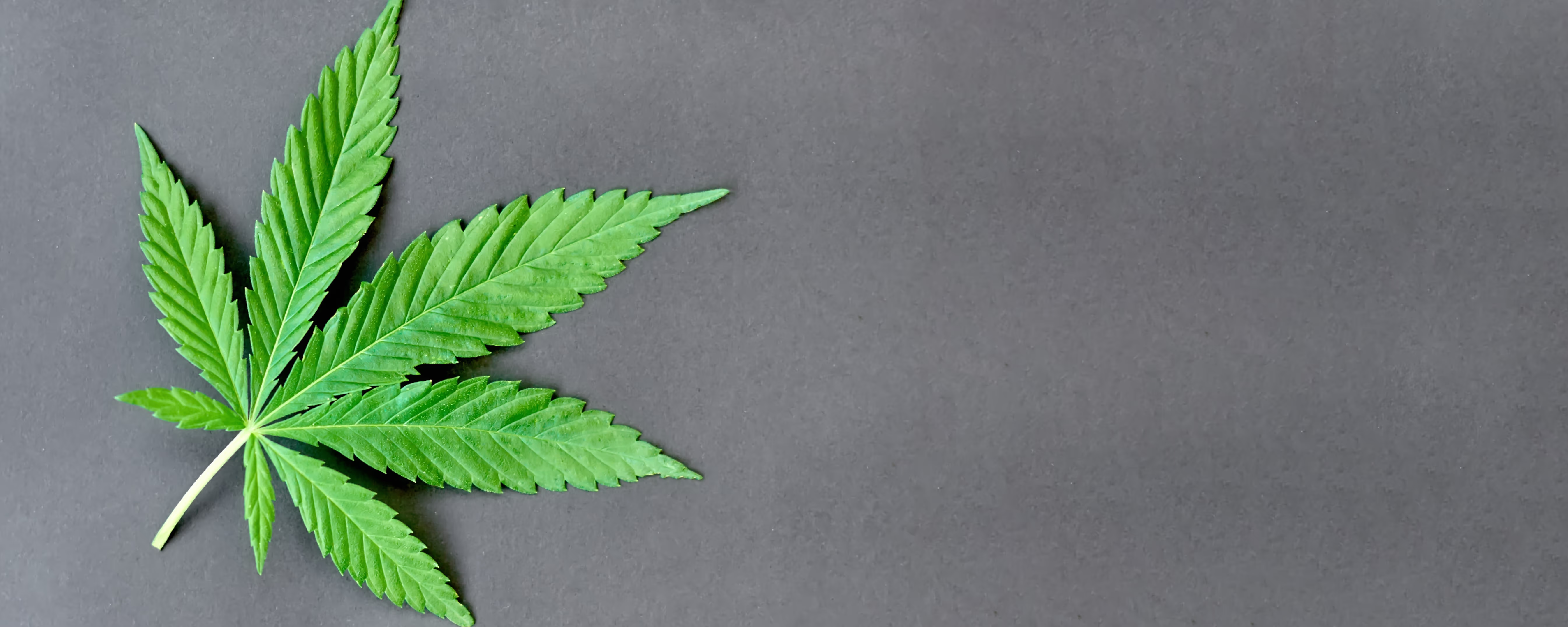 Cannabis leaf on black background - Cannabis Social Club (CSC) in Porto Petro