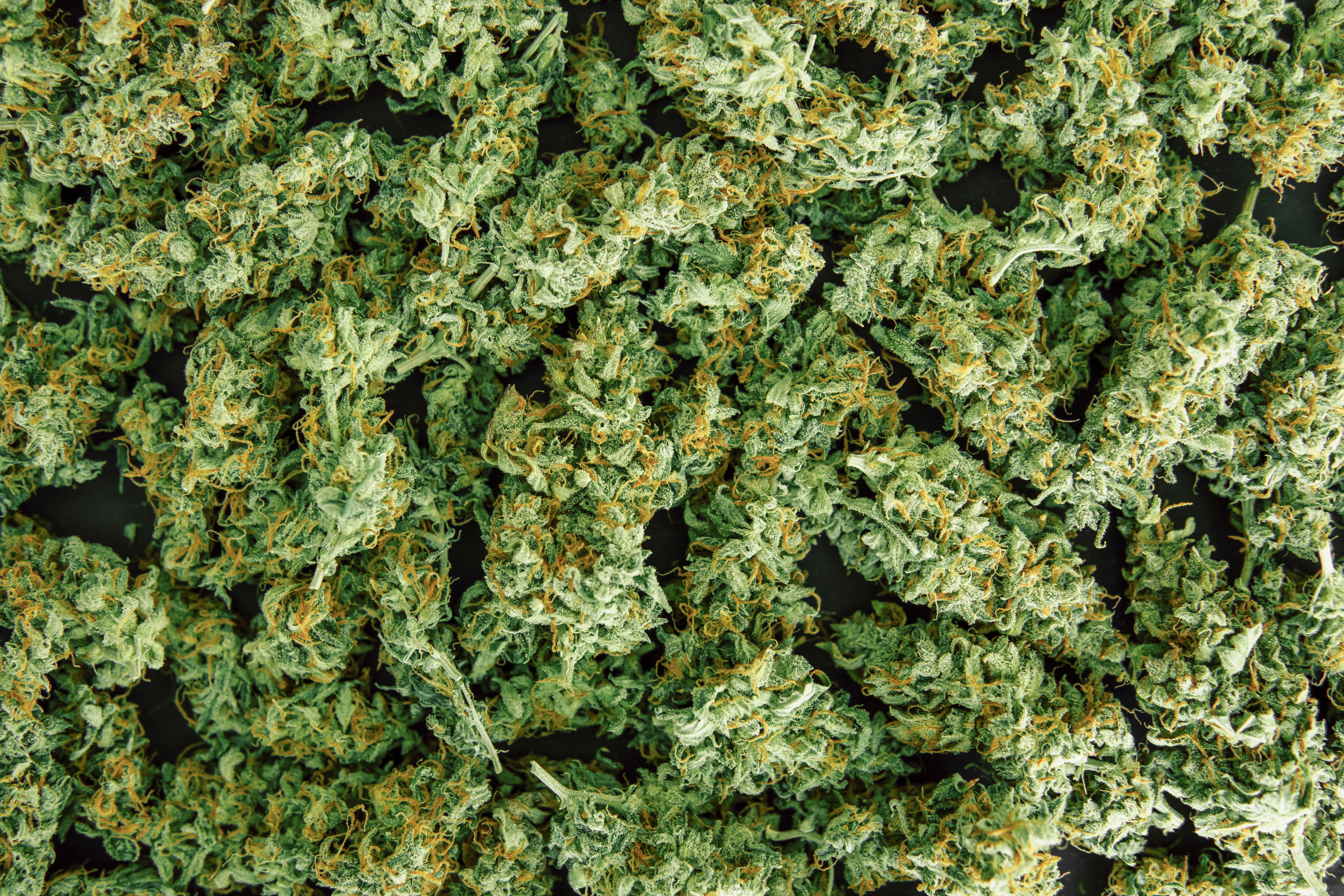 There is plenty of fresh weed available legally on Mallorca