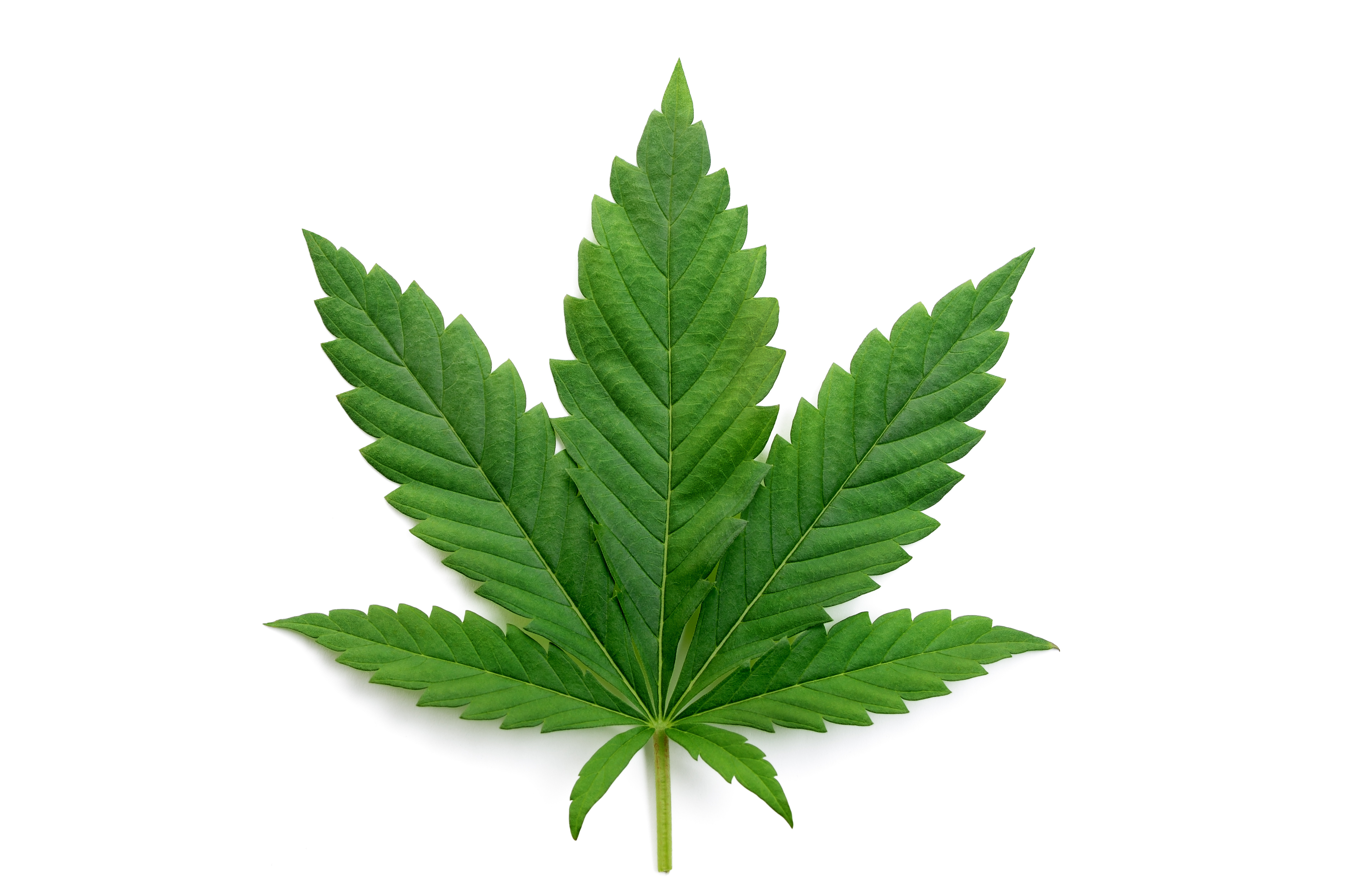 Buying Cannabis on Mallorca - Cannabis leaf on white background