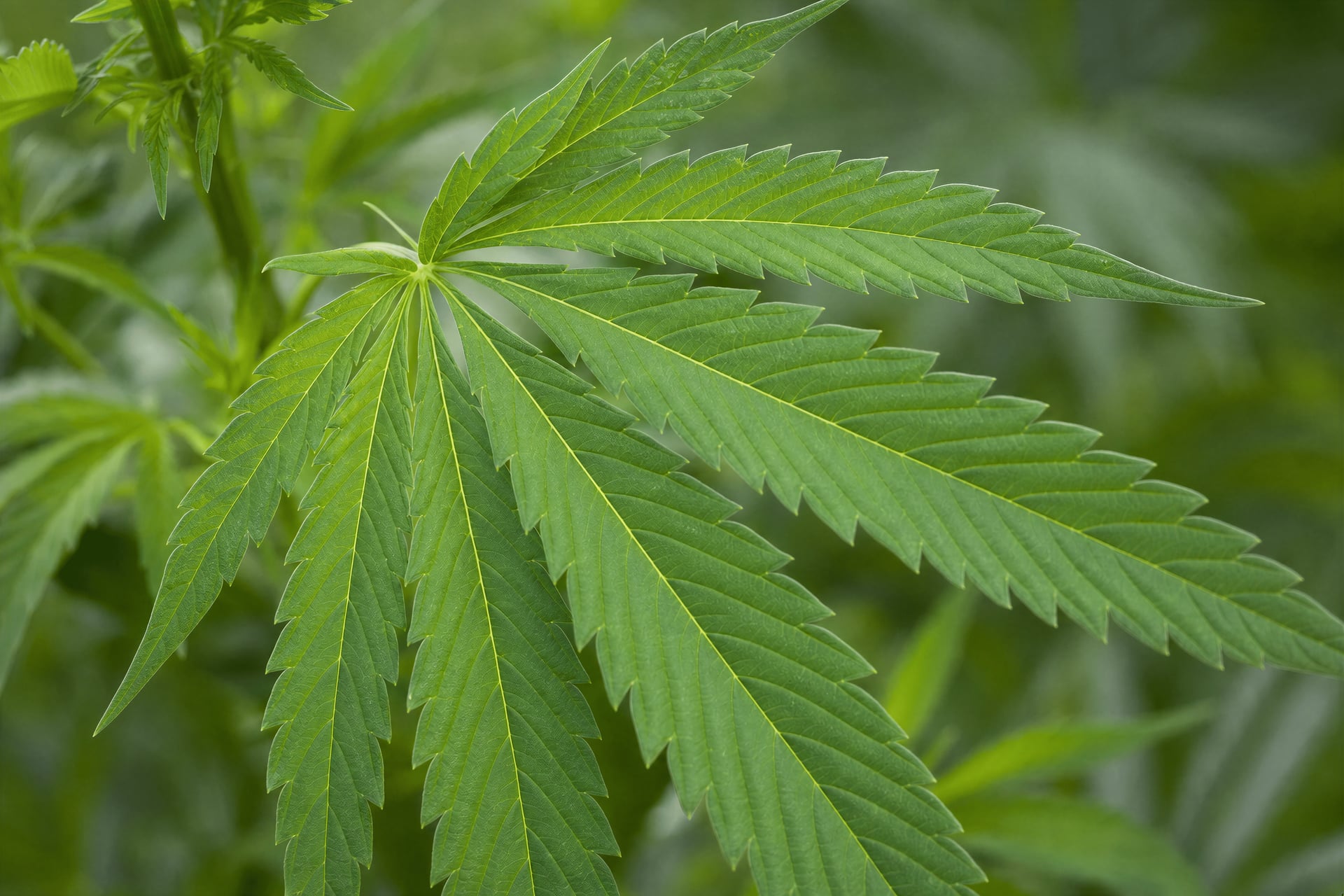 Legal CBD hemp botanical — close-up leaf detail