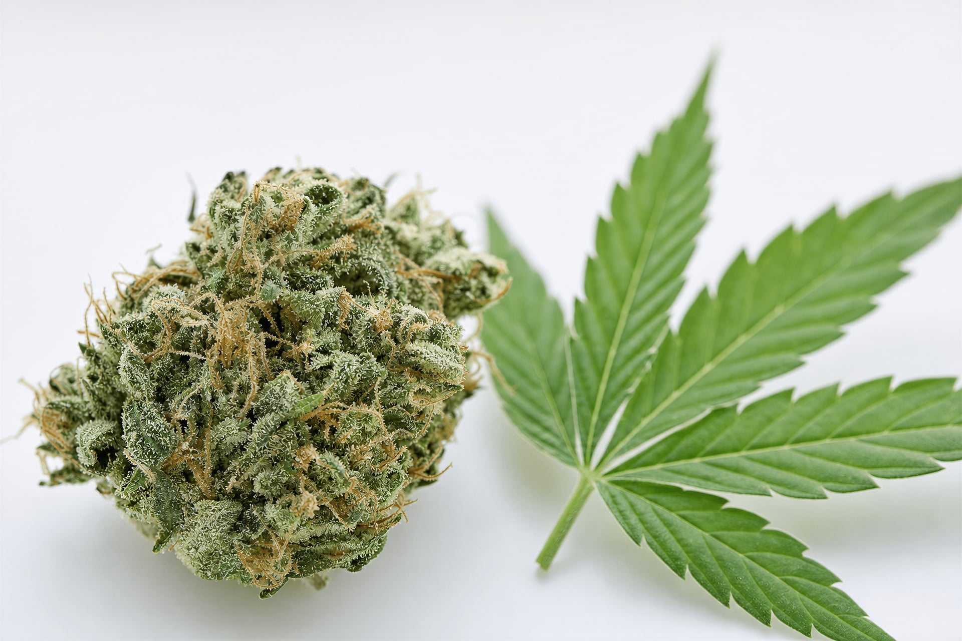 Cannabis strains and terpenes — botanical macro of cannabis flower and leaf, Mallorca clubs